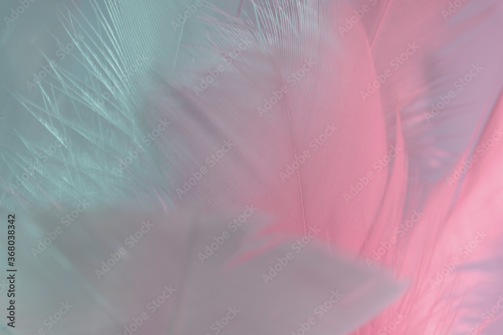 Poster Exotic texture feathers background close up. Pink  and aquamarine feathers pattern for your design. Macro photography view.