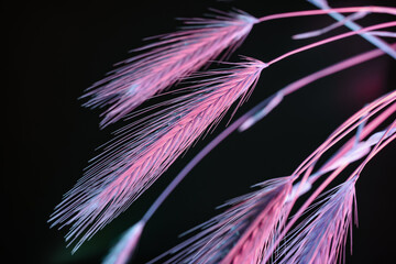 Abstract spikelet of wheat PINK light on a black.  Beautiful plant minimal in neon light. Minimalism retro style concept. Background pattern for design.