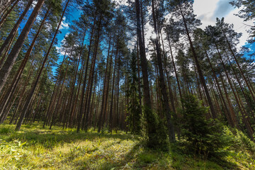 Fascinating ancinet baltic pine tree forests in the Aukstaitija National Park, Lithuania. Lithuania's first national park.