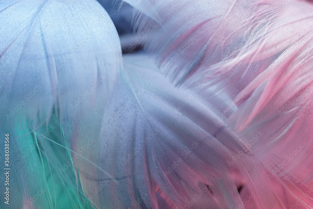 Poster Exotic texture feathers background close up. Gray, blue feathers pattern for your design. Macro photography view.