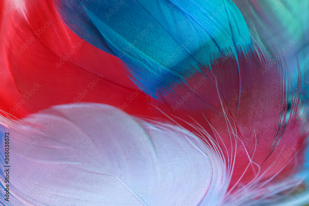 Poster Exotic texture feathers background close up. Red, blue, gray feathers pattern for your design. Macro photography view.