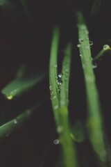 drops of water on the grass