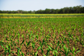 Rows of young, freshly germinated corn plants
