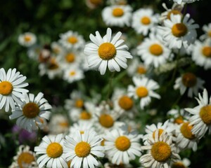 A group of daisies 