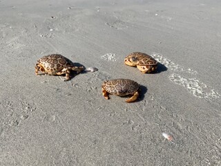 turtle on the beach