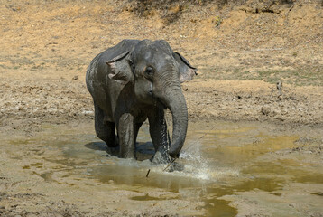 Sri Lankan Elephant - Elephas maximus maximus, Sri Lanka, iconic mammal from Asia.