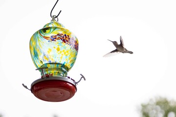 Hummingbird 13