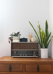 Retro radio with cabinet and along with green house plants in loft pot with  restro camera againt white wall