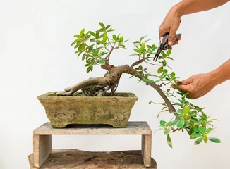 Schilderijen op glas  Hands are pruning bonsai to be beautiful © Anan