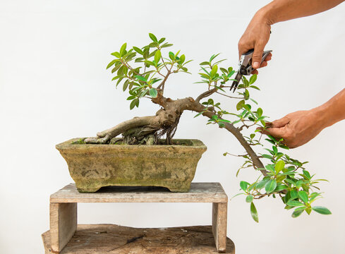 
Hands are pruning bonsai to be beautiful