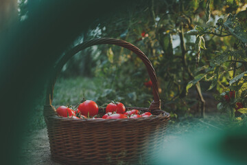 Basket with red tomatoes in the greenhouse