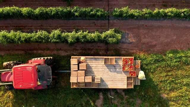 Descending aerial view looking down as a man sorts tomatoes on a flatbed trailer.