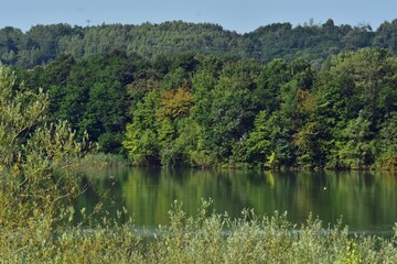 green forest reflected in the lake in summer