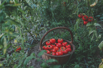 Basket with red tomatoes in the greenhouse