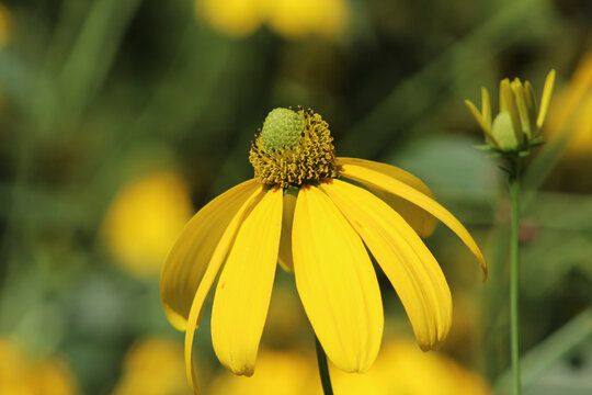 Yellow Coneflower (Echinacea paradoxa) close up, zoom of flower from Madrid Botanical Garden.