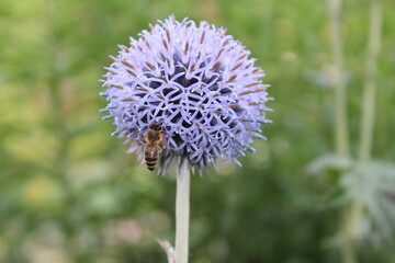 Honey Bee at work on a Flower
