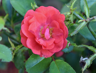 pink rose in garden