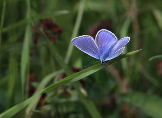 The Common Blue Butterfly
