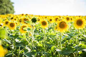 field with sunflowers