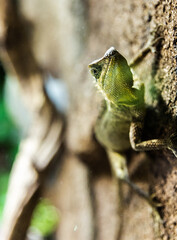 green iguana on a tree