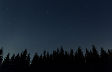 Treeline with stars and night sky