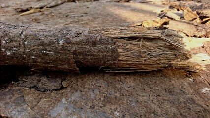 Texture of broken tree bark, tree trunk fibers look damaged
