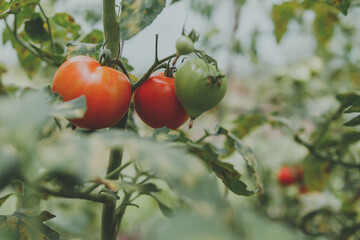 Tomatoes in the garden organic food agriculture