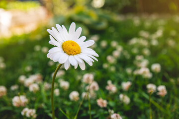 Beautiful large chamomile on a green field among clovers