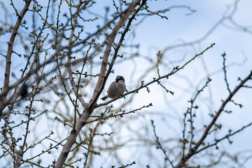 sparrow bird sitting on the tree with bare branches in blue sky background.