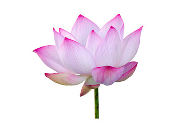 Beautiful lotus(Single lotus flower isolated on white background)