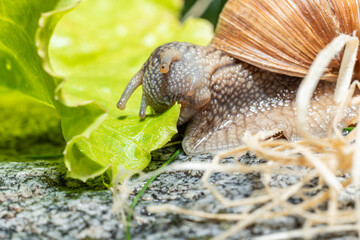 Macro close-up of a Burgundy snail eating a lettuce leaf