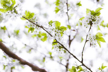 Blossoms in spring