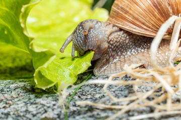 Macro close-up of a Burgundy snail eating a lettuce leaf - mouth at maximum extension and jaw perfectly visible