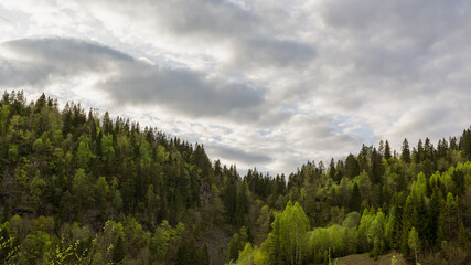 Fototapeta premium landscape with clouds and trees