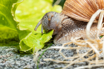 Macro close-up of a Burgundy snail eating a lettuce leaf - biting of a piece of the leaf