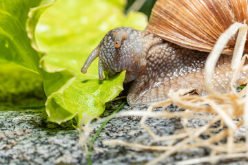 Macro close-up of a Burgundy snail eating a lettuce leaf - biting of a piece of the leaf - closing the mouth
