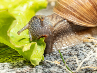 Macro close-up of a Burgundy snail eating a lettuce leaf - mouth fully open - jaw perfectly visible and snail directly looking into the camera