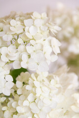 white hydrangea on white background