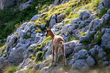 Wild chamois on top of the mountain