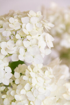 white hydrangea on white background © Регина Поташкина
