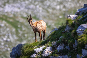 Wild chamois on top of the mountain. Rupicapra pyrenaica ornata