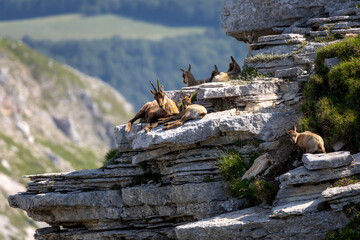 Wild chamois on top of the mountain. Rupicapra pyrenaica ornata