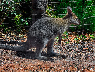 Young Bennett`s wallaby in its enclosure. Latin name - Macropus rufogriseus