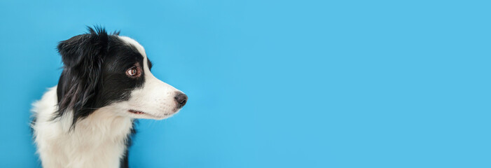 Funny studio portrait of cute smiling puppy dog border collie isolated on blue background. New lovely member of family little dog gazing and waiting for reward. Pet care and animals concept Banner