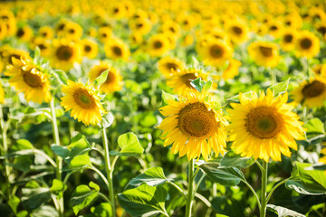 field with sunflowers