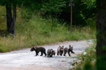 Marsican bear cubs in the wild. © Gennaro Leonardi