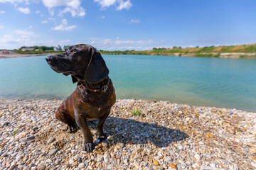 Portrait of a hanoverian hound at a lake