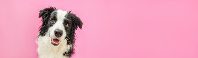 Obraz na płótnie Canvas Funny studio portrait of cute smiling puppy dog border collie isolated on pink background. New lovely member of family little dog gazing and waiting for reward. Pet care and animals concept Banner