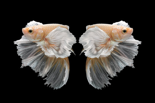 Abstract close up art movement of Betta fish,Siamese fighting fish isolated on black background.Fine art design concept.