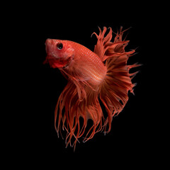 Abstract art movement of colourful Betta fish,Siamese fighting fish isolated on black background.Fine art design concept.